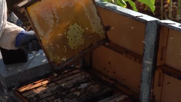 Imker Verzamelen Honing Man Aan Het Werk Een Zonnige Dag — Stockvideo