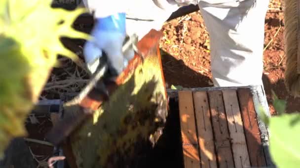 Peternak Lebah Mengumpulkan Madu Pria Tempat Kerja Pada Hari Yang — Stok Video