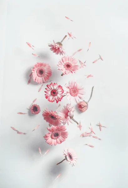 Beyaz arka planda, gölgeli uçan pembe papatya çiçekleri. Yaz çiçeklerinden düşen yapraklar. Ön görünüm.