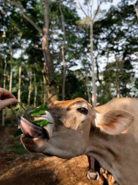 Bir dalı kemiren neşeli bir ineğin yakın plan portresi, komik ve sevecen bir anda dili dışarı çıkmış.