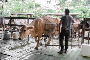 Bir çiftçi, bir süt çiftliğinin rutin bir sahnesinde bir ineği sağma salonuna götüren bir kapı açar.