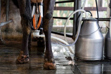 Yakın plan: Modern bir tarım makinesiyle inek sağma