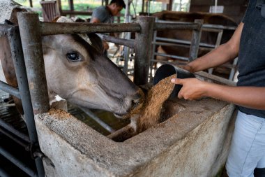 İneği besleyen İspanyol bir çiftçinin yakın plan çekimi. Bakım anının mahrem detaylarını yakalıyor.
