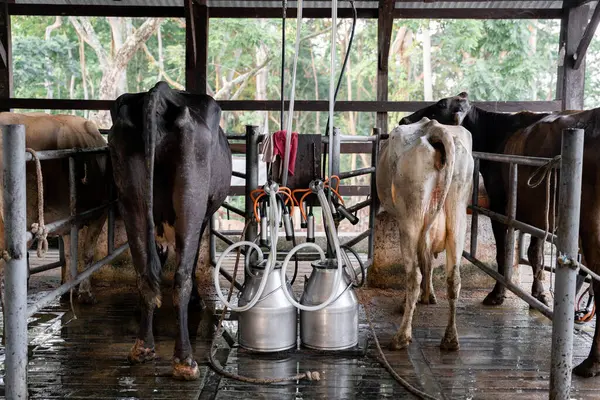 Zwei Kühe Werden Gemolken Nahtlos Mit Den Maschinen Des Milchviehbetriebs Stockbild