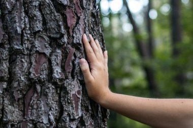 Ormandaki bir ağaca dokunan elin yakın çekimi. Doğayla bağlantı kavramı