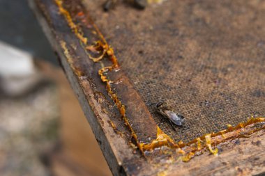 Arıların yukarısından yazın bal peteğinde bal mumu hücreleriyle sürünen arılar.