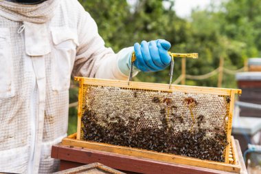 Koruyucu kostümlü ve eldivenli tanınmayan arı yetiştiricisi arı bahçesinde bal peteğinin yanında duruyor.