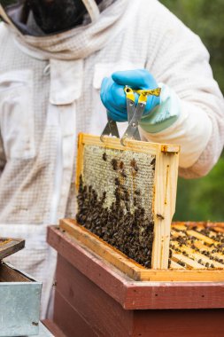 Koruyucu kostümlü ve eldivenli tanınmayan arı yetiştiricisi arı bahçesinde bal peteğinin yanında duruyor.