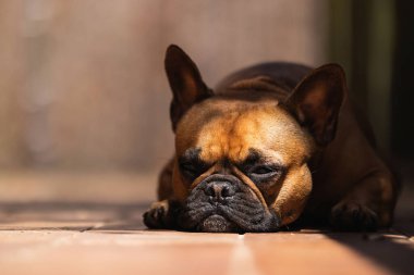 Yazın güneşli bir günde ahşap verandada uzanan sevimli Fransız Bulldog 'un zemin seviyesi ve dinlendirici.