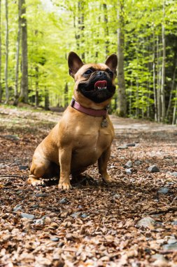 Şirin Fransız Bulldog 'u Pireneler' deki ormanda dikiliyor ve başka tarafa bakıyor.