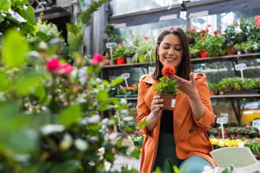 Bahçe merkezinde, çiçek açan sardunya çiçeğiyle neşeli bir kadın.