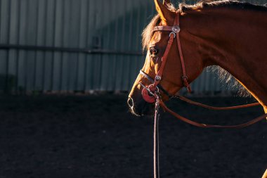 Kahverengi at ahırda. At sakin ve rahat görünüyor. Kır hayatı, hayvanlar, at bakımı, at biniciliği ve daha fazlası ile ilgili projeler için mükemmel bir görüntü..