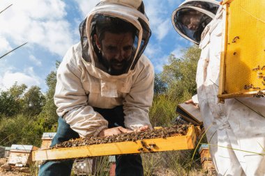 Arı yetiştiricilerinin koruyucu kostümlü alt grubundan. Güneşli yaz gününde arı kovanlarının yakınında bal petekleriyle çalışıyorlar.
