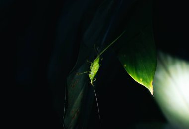 Monteverde, Kosta Rika 'daki ulusal bir parkta yaprağın üzerine tünemiş bir gergedan çekirgesinin gece fotoğrafı. Bulut Ormanı Biyolojik Rezervi