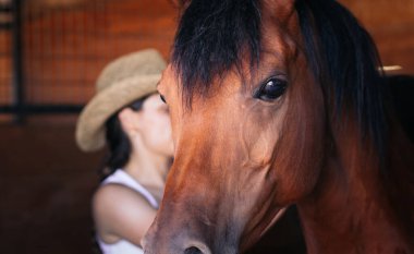 Kahverengi at ahırda. At sakin ve rahat görünüyor. Kır hayatı, hayvanlar, at bakımı, at biniciliği ve daha fazlası ile ilgili projeler için mükemmel bir görüntü..