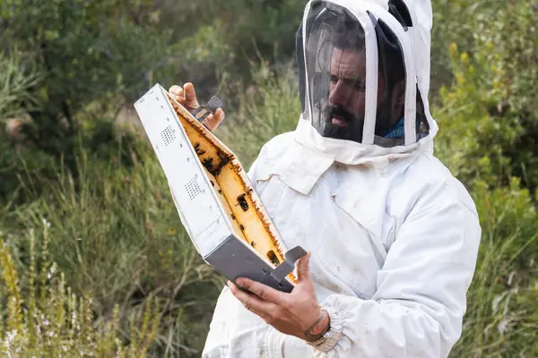 stock image Serious male beekeeper wearing protective costume standing in apiary with part of hive