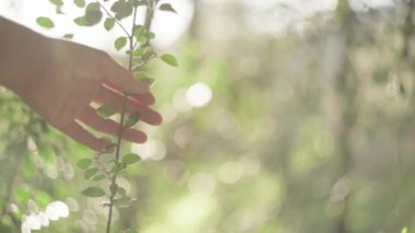 Yazın rüzgarlı bir günde çayırdaki dala nazikçe dokunan isimsiz bir dişi.