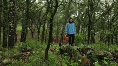 Ağaçların arasında yürüyen ve hasır sepetin içinde mantar toplayan dişinin puslu sık ormanının drone görüntüsü