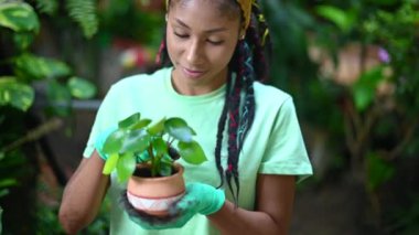Eldivenli Afrikalı Amerikalı kadın bahçıvan seradaki Pilea bitkisini yeniden dikiyor.