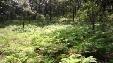 Yapraklı yapraklı eğreltiotu ve sık ağaçların arasında büyüyen sporlar.