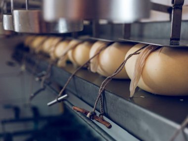 Mahon-Menorca peynirleri olgun, süt ürünleri üretim hattındaki iplerle askıya alınmış, geleneksel peynir yapma sürecini gözler önüne seriyor.