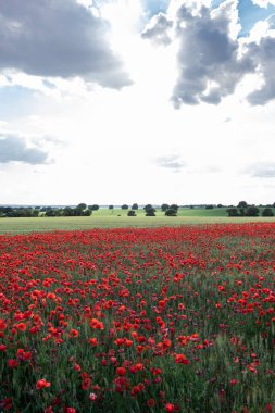 Scenic view of blossoming poppy flowers with pleasant aroma growing on farmland under cloudy sky in daytime clipart