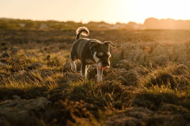 Kırmızı yakalı minyatür Schnauzer köpeği altın gün batımında kayalık bir çayırı keşfediyor.