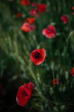 Çiçek açan Papaver çiçeklerinden kıvrımlı, yumuşak yapraklarla kırsal alanda yetişen çayırlarda