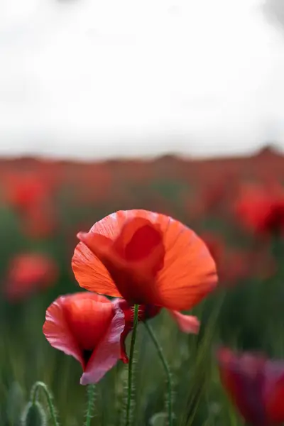 stock image Blooming Papaver flower with curved tender petals growing on meadow in evening countryside