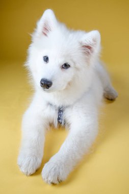 Tatlı beyaz Samoyed köpek yavrusu, koyu gözleri ve kabarık paltosu ile, canlı sarı bir arka plan karşısında uzanırken meraklı bir şekilde bakar Yumuşak kürkü ve neşeli duruşu onu çekici bir konu yapar