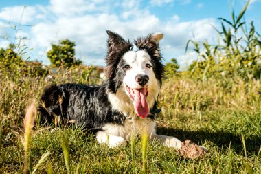 Neşeli bir siyah-beyaz Border Collie güneşli bir parkta uzanmış canlı kır çiçekleri ve yemyeşil çimenler arasında neşeli tavrını sergiliyor.