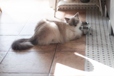 Beyaz ve gri ceketli şirin kedi yavrusu gündüz vakti kameraya bakıyor.