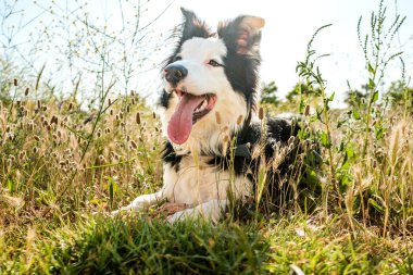 Neşeli bir sınır köpeği kır çiçekleriyle çevrili çimenli bir parkta uzanır ve güneş ışığıyla yıkanır. Köpeğin neşeli ve enerjik ruhunu gözler önüne serer.