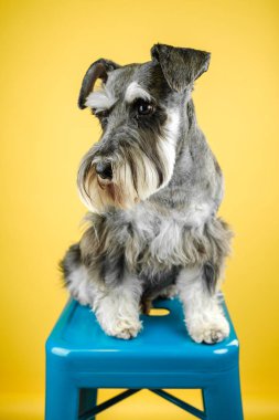 Çekici bir Schnauzer biberi ve tuzlu sosis mavi bir taburede otururlar, parlak sarı bir arka planı vardır, kendine özgü sakalı ve anlamlı gözleri vardır.