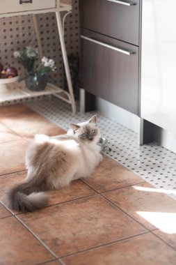 Beyaz ve gri ceketli şirin kedi yavrusu gündüz vakti kameraya bakıyor.