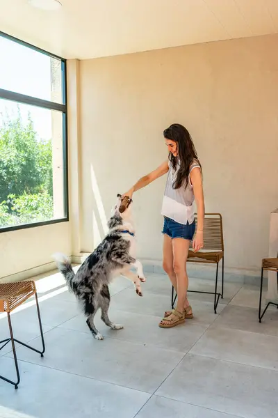 Gündelik giysiler içindeki genç bir kadın büyük pencereli, parlak, ferah bir odada neşeli köpeğiyle oynuyor.