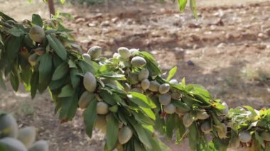Badem ağacının kalın dallarından sarkan bol miktarda yeşil badem berrak gökyüzünün altındaki kuru toprak tarlasının zemininde duruyor.