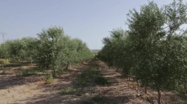 Olgun zeytin ağaçları, açık mavi gökyüzünün altında geniş bir koruluğa uzanır ve güneş ışığı yaprakların arasından süzülür.