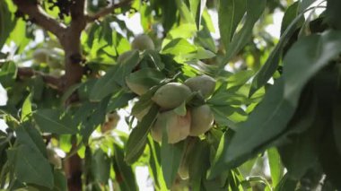 Yakından bakınca, yeşil kabuklarla kaplanmış genç badem fıstıklarını yakalıyor. Olgun badem ağacının dallarında, parlak güneş ışığı altında yemyeşil yaprakların arasına gizlenmiş.
