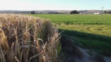 Geniş mısır tarlaları berrak, mavi bir gökyüzü altında canlı yeşilliği ve manzaralı kırsal manzarayı aydınlatıyor..