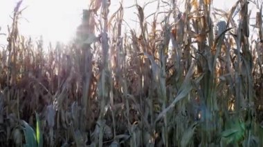 Gün batımının büyüleyici etkisi yoğun bir mısır tarlasını delip geçiyor. Kabukları yavaşça sallanıyor..