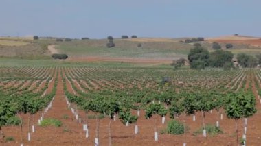 Geniş, genç bir meyve bahçesi. Ağaç sıraları araziye yayılıyor. Yuvarlanan tepeler ve uzaktaki bir traktör manzaranın tarımsal etkinliğini ve kırsal çekiciliğini vurguluyor.