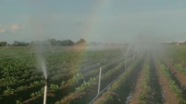 Tarım alanı bir basınçlandırıcı ile sulanır, kırsal bir ortamda suyun altında çiçek açar, güneş ışığı sahneyi aydınlatır.