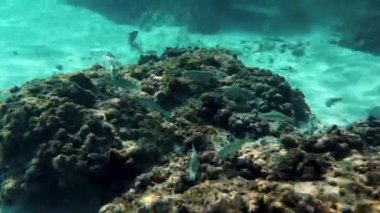 Bu sualtı fotoğrafı açık mavi denizde dinamik deniz yaşamını gösteren çeşitli balık gruplarının canlı bir görüntüsünü çeker.