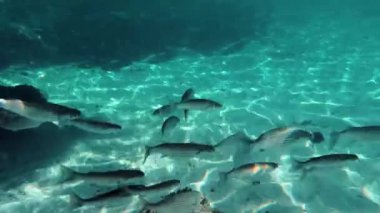 Sakin bir sualtı manzarası, açık mavi suların parıldayan ışığıyla aydınlanan kumlu deniz tabanında zarafetle yüzen çizgili bir balık sürüsünü yakalıyor.