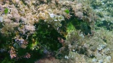 Mercan resifleri arasında yüzen bir balıkla deniz yaşamının çeşitliliğini gösteren canlı bir görüntü, doğal ortamındaki güzel ekosistemi yakalıyor..