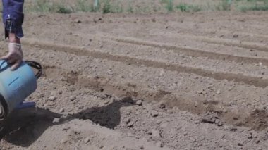 Bir çiftçi, yeni sürülmüş toprağa eğilimli, soğan ekimi için yarılmış toprağı suluyor, hassas tarım uygulamalarını gösteriyor.