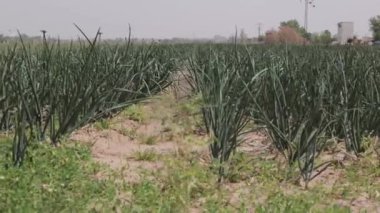 Bereketli yeşil soğanlar, mükemmel sürülen bir alanda olgunlaşıyor. Büyümenin ilk aşamalarını, yerleşik bir sulama sistemiyle gösteriyor. Kırsal bir zemine karşı kurulmuş.
