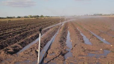 Verimli bir sulama sistemi, modern tarım tekniklerini vurgulayarak, geniş tarımsal alanda düzenli olarak ekilen genç ekinlerin üzerine su püskürtür.
