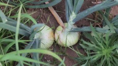 Tarlada yetişen soğanları yakından görmek, topraktan çıkan sağlıklı ampulleri göstermek, yeşil yapraklar ve sulama izleri ile çevrili.